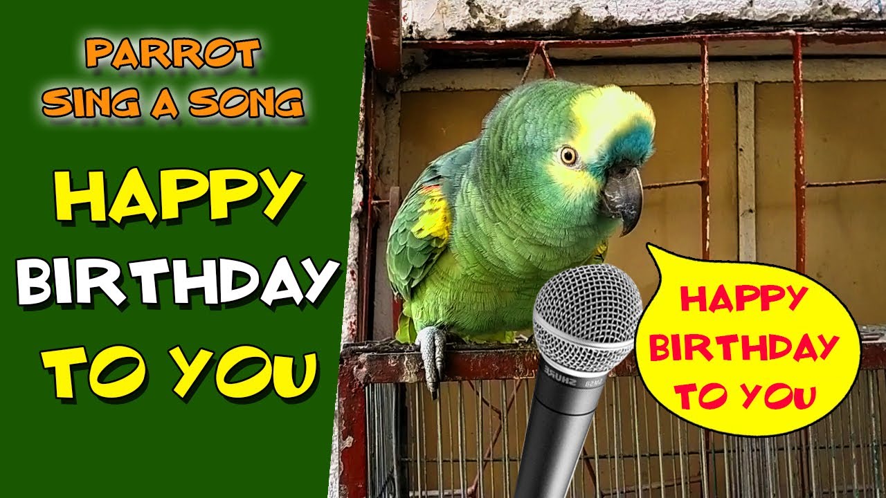 Parrot Singing Happy Birthday Song talkingparrot PBI Official YouTube Parrot Singing Happy Birthday Song talkingparrot PBI Official YouTube