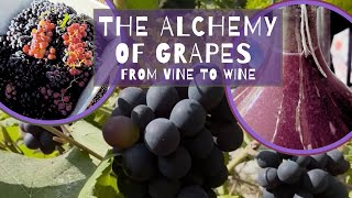 The Alchemy Of Grapes – From Vine To Wine