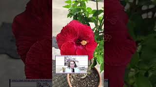 Oltea Hozan -DRAGOSTE SE CERE- #editor @ValentinTrifcanalcreștin #caleacatrerai #poezie #subscribe 