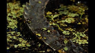 SWAMP 96FPS