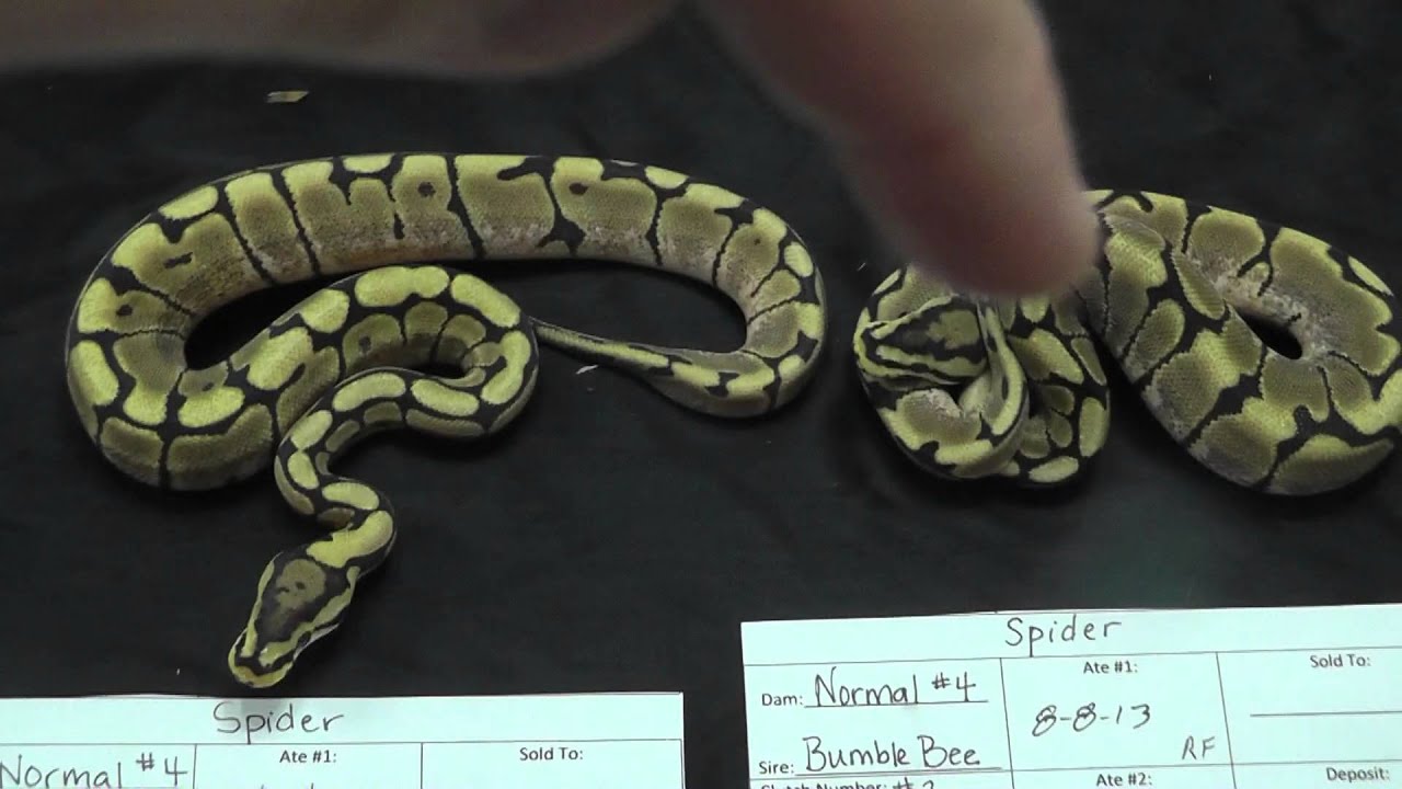 2013 Snakes for Sale! - YouTube