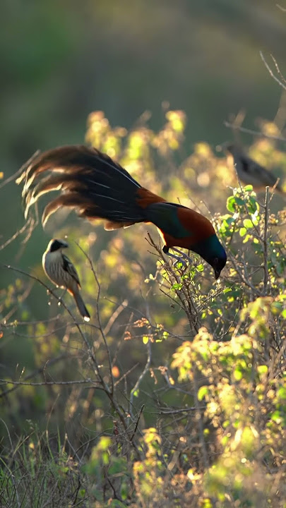 Paradise Whydah Call — Rare Long-tailed Vidua Sound Caught on Camera #birdsound #birdsong #birdcall