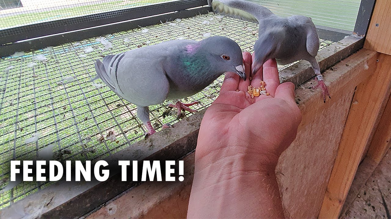Feeding Time & BIG NEWS! - YouTube