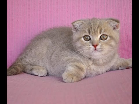 Шотландский Лиловый Котенок Фото