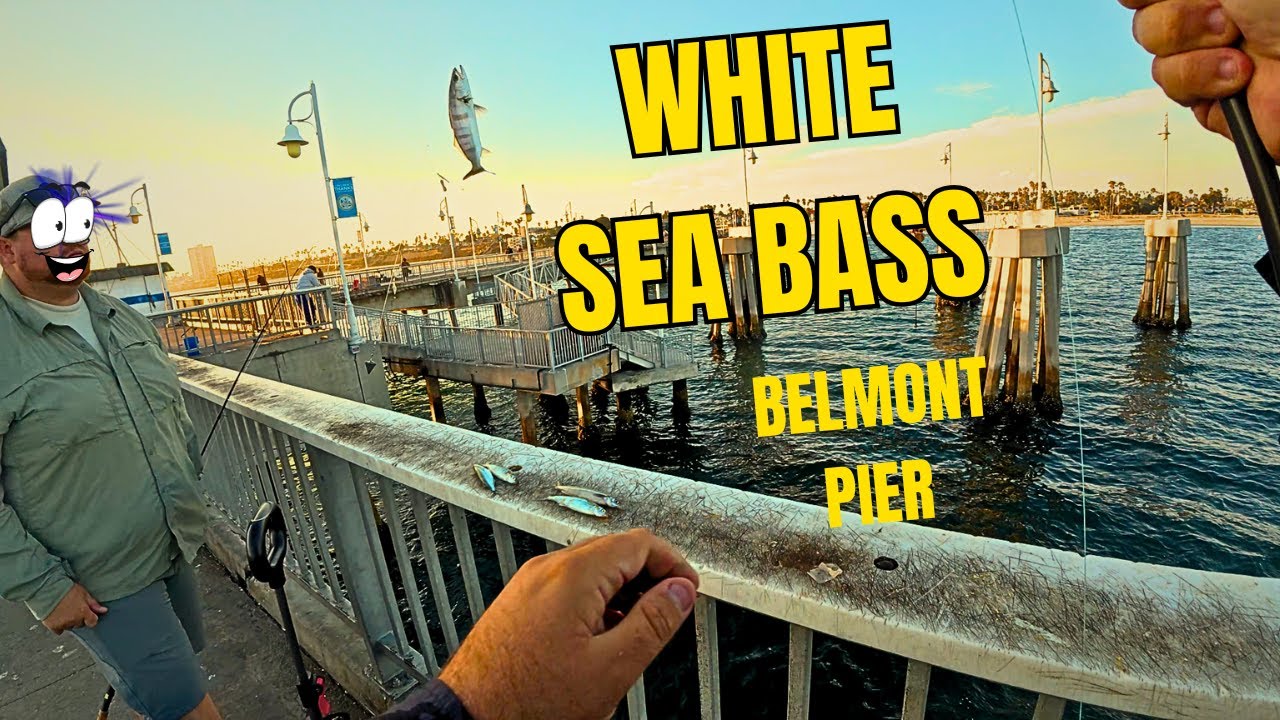 Belmont Pier Long Beach Ca Fishing for BONITA and WHITE SEABASS    #fishing #fish #lbc #whiteseabass