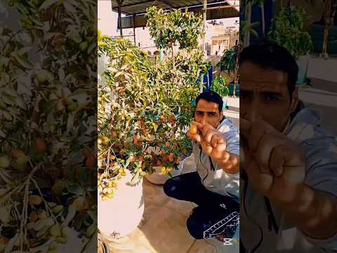 شجرة البرتقال الصغير الكيمكوات زراعة الاسطح في مصر حديقة المنزل اكسبلور