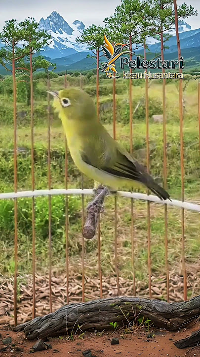 Mungil Gesit #lombok #kecialkuningjuara #birds #pleci