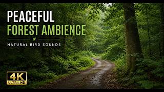 Cloudy Forest Ambience 🌿 Relaxing Bird Sounds in a Peaceful Summer Forest | 4K Nature Video