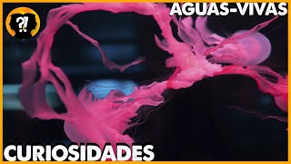 CURIOSIDADES  SOBRE AS AGUAS VIVAS !!