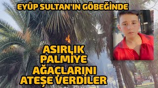 Eyüp Sultan&#39;ın Göbeğinde Palmiye Ağaçlarını Ateşe Veren Çocuklar !