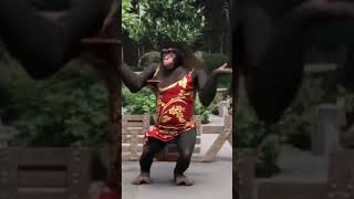 Funny Monkky Dancing