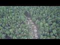 Our forest (Siberia)