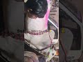 Maha Shiva ratri Vijayawada, white bulls