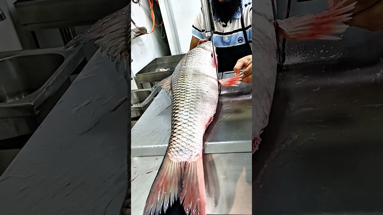 See how the people of America cut big river fish with machines