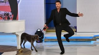Jerry O'Connell Teaches Harry How To Show A Dog