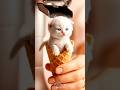 Котенок Animals Trendingshorts Pocketpets Ai Pets котики Kitty Cute Cat Cutecat Kitten