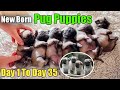 Pug Puppies From Day 1 To Day 33