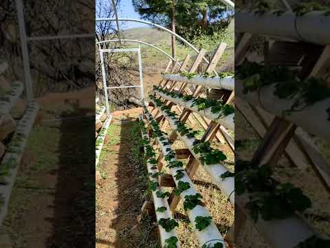 Video: Bitkilere tırmanmak için kendin yap bahçe kemeri. İmalat, kurulum