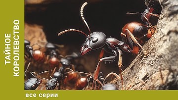 Тайное королевство. Все Серии. Документальный Проект. Лучшие сериалы