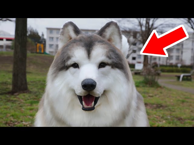 I put on a realistic dog costume and became a dog! - YouTube
