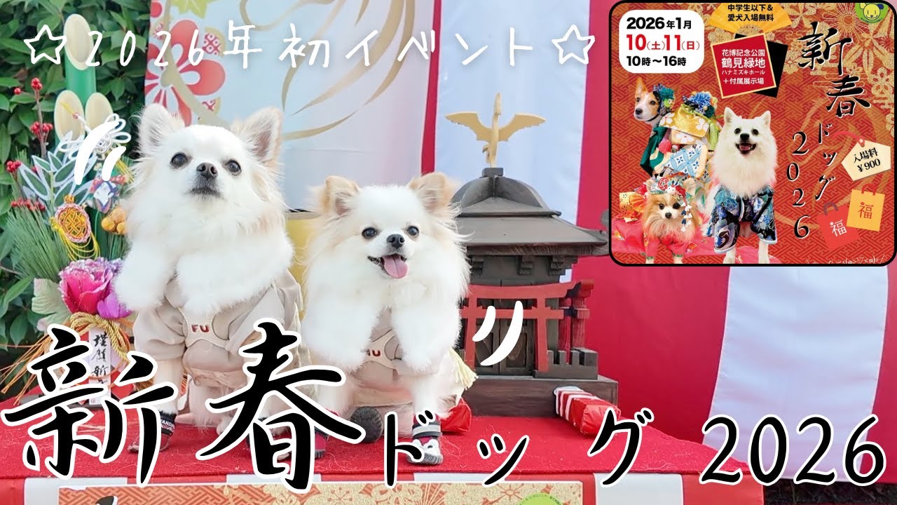 【新春ドッグ2026🎍】愛犬ふくむすび君と新年初の犬イベントに参加してきました‼︎