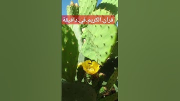 سورة.الانبياء.سعود.الشريم #quran #المصحف #اكسبلور  احترم.القران.دقيقة #راحة_نفسية #ترند #لايك #في