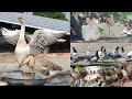 Mini Zoo Mai aaj Rabbits nai boht bhagaya 🥲| Aseel Murgio ki fight 😔 | pets vlog |