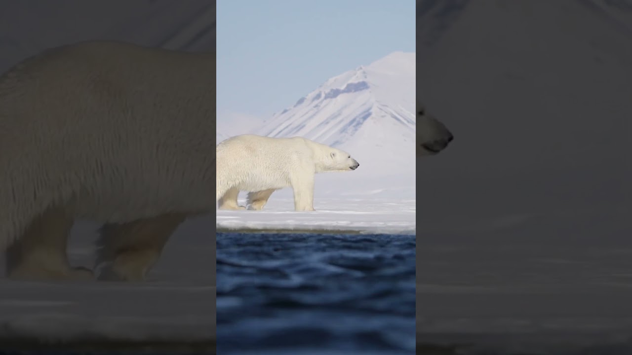 A polar bear roaming along the ice edge of Svalbard’s west fjords. 