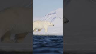 A Polar Bear Roaming Along The Ice Edge Of Svalbards West Fjords polarbear svalbard