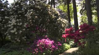 Grant's Getaways:  Spring Rhododendrons