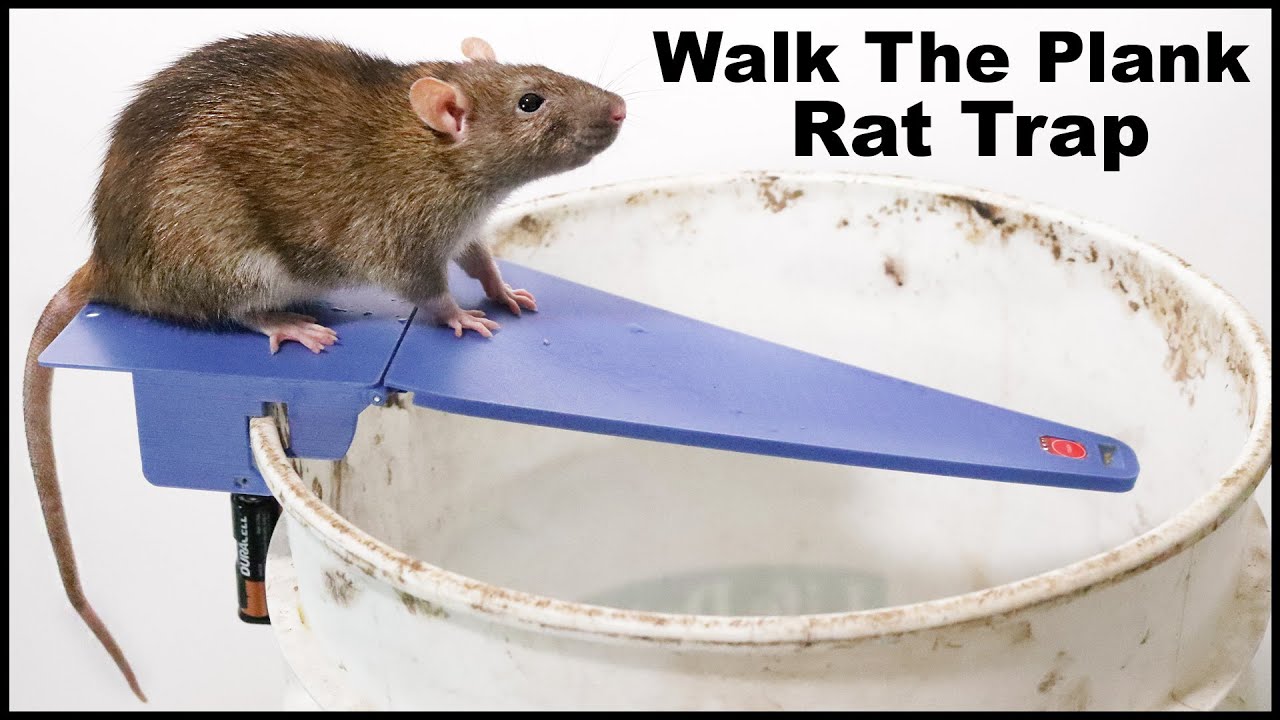 Rats & Skunks - Automatic Walk The Plank Rat Trap vs Huge Pack Rat In The  Barn. Mousetrap Monday 