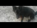 Black Shepherd Learns To Sit | Stay