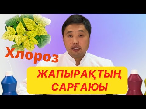 Бейне: Көктерек жапырағы неге ұқсайды?