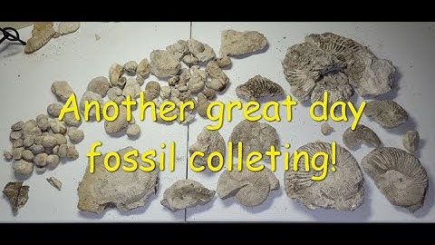 Texas Fossils, Ammonites and More Fossils