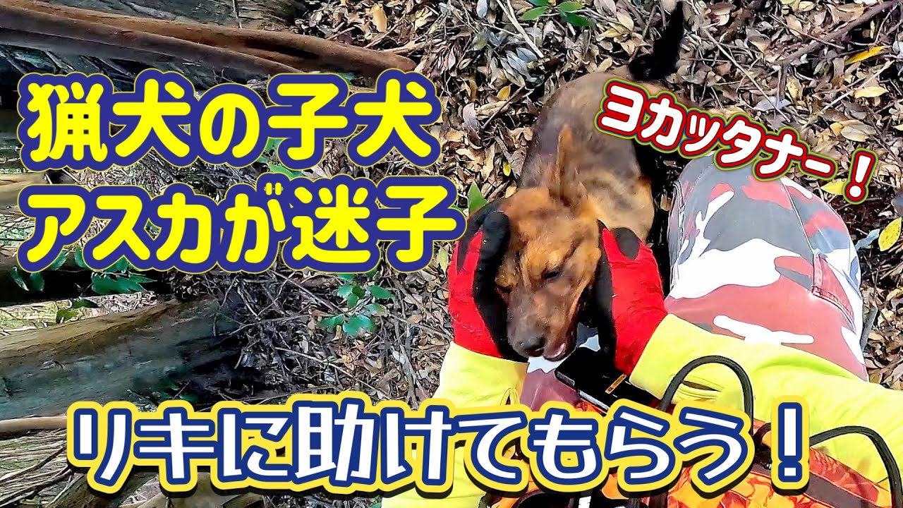 【猟犬の子犬アスカが迷子】シダの中で行方不明になったアスカを教育係のリキが助ける！