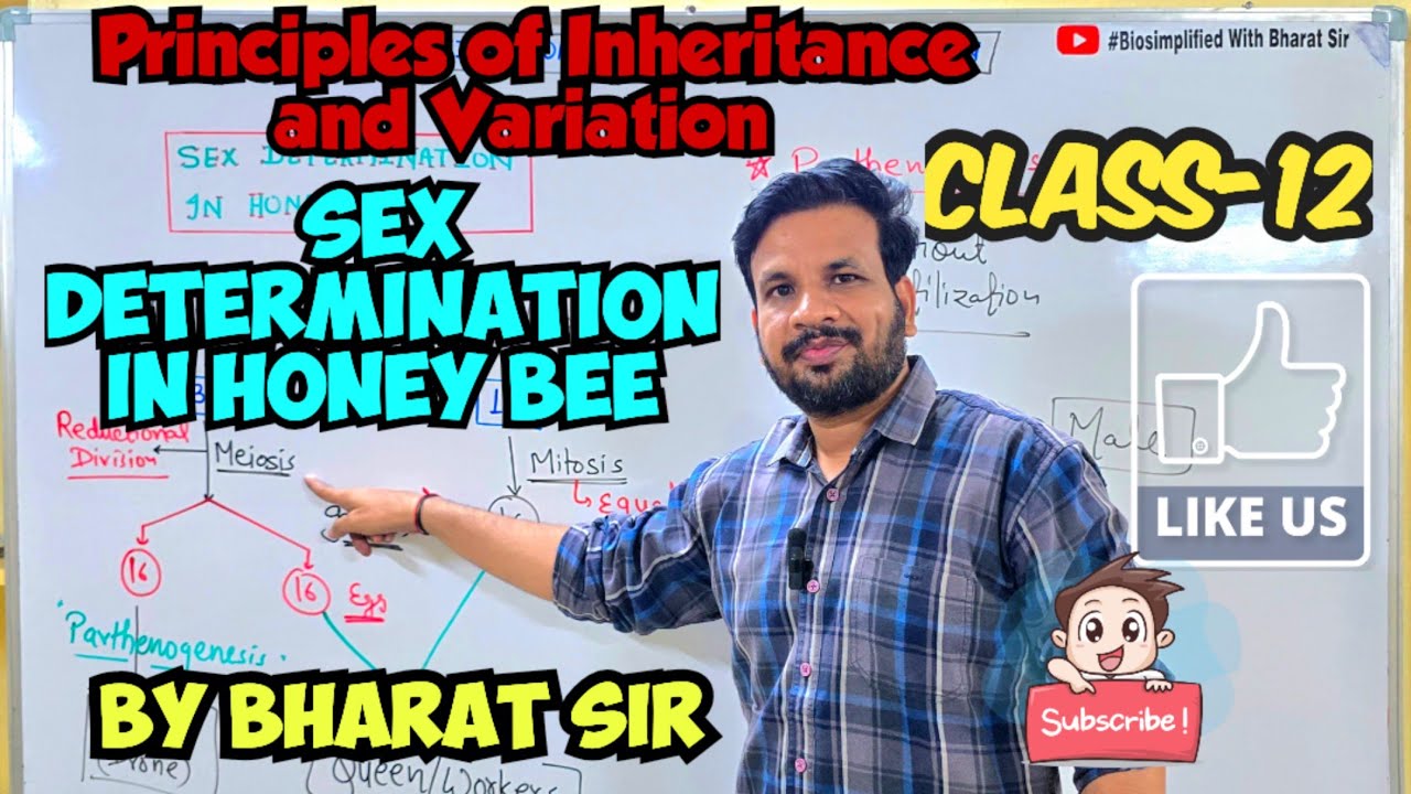 Class 12 |Principles of Inheritance and Variation| Honey Bee |Part-18 ...
