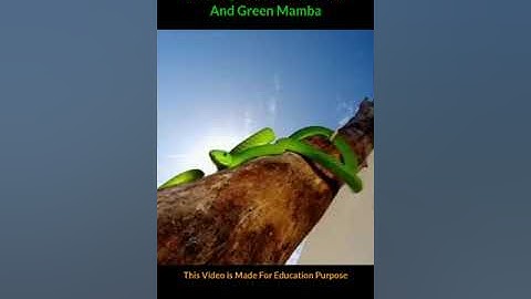 Amazing Facts About Green Mamba #shorts #ytshorts