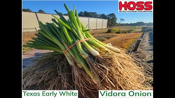 Onions 25 26, Part 1