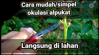 Cara okulasi alpukat _langsung di lahan