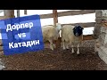 Дорпер и Катадин, бараны производители🐏💪