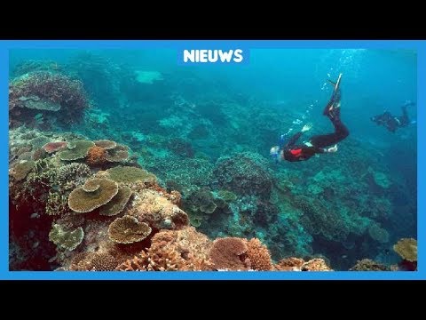 Nieuwe reddingsactie voor het grootste koraal ter wereld