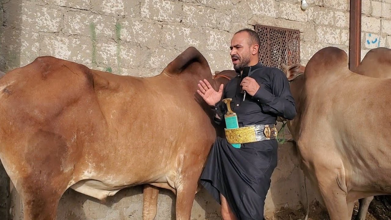 شاهد اسعار الثيران والماعز في العاصمة صنعاء الجلاب عبده التهامي