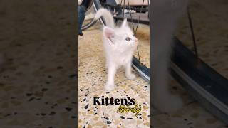പൂച്ചക്കാര് മണികെട്ടും ?🐱Mini vlog#trendingshorts #cat #cartoon #kitten #minivlog #morning #qatar