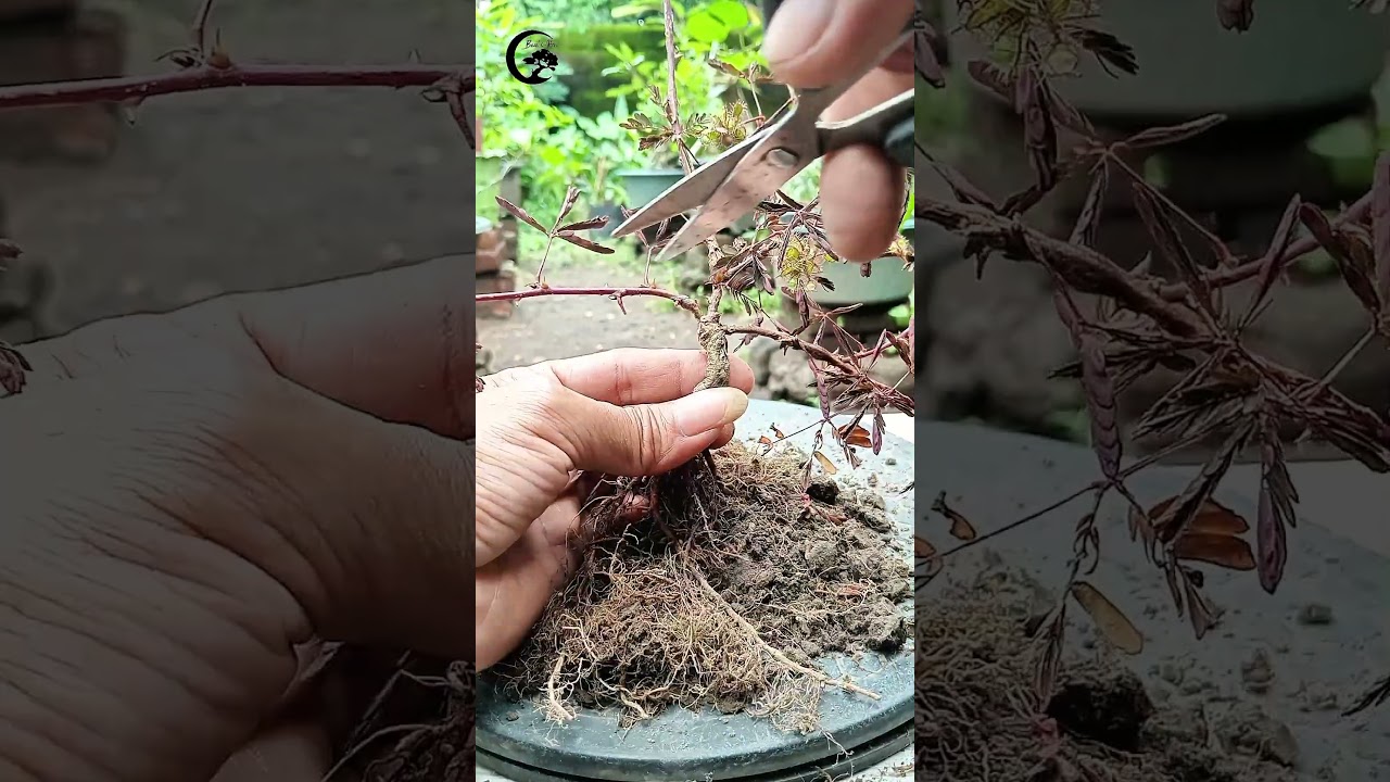 Saya suka dengan karakternya bahan Putri Malu/ Mimosa Pudica calon OTR 