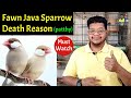 Java sparrow death reason | Young Java sparrow death reason | Java bird care tips | Sparrow | Birds