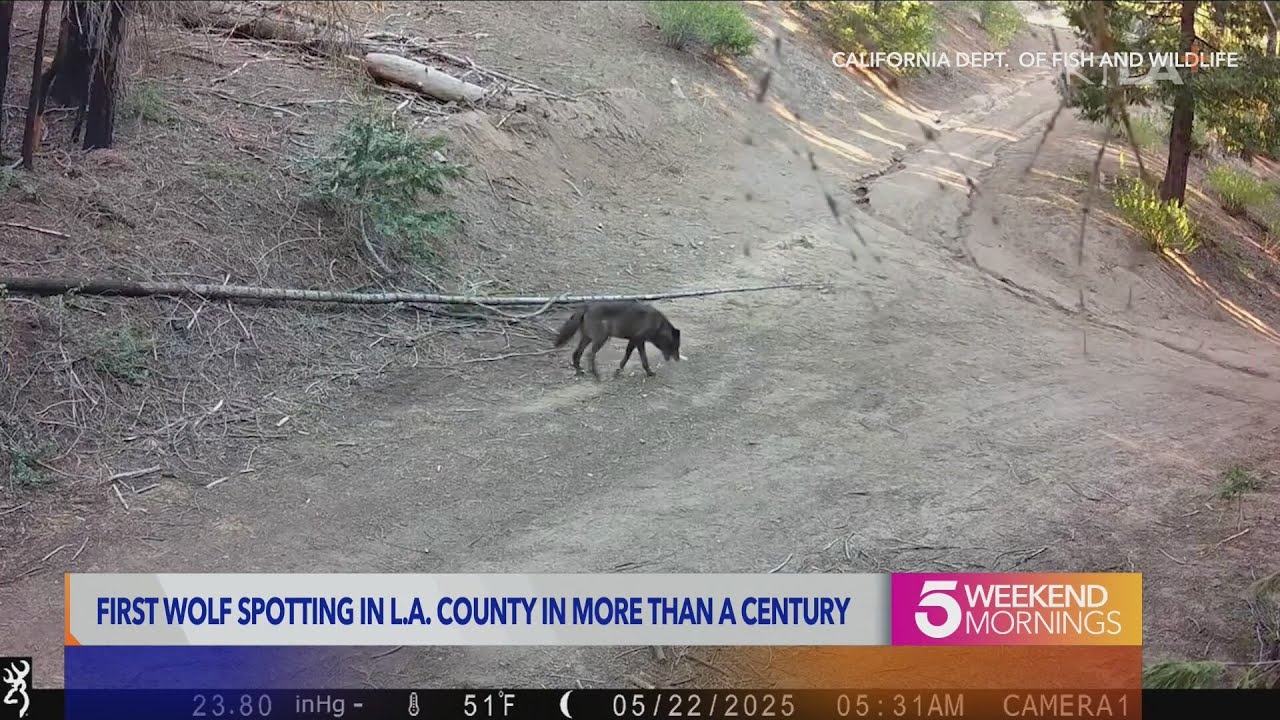 Gray wolf seen in L.A. County for first time in a century