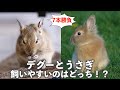 デグー(degu)とうさぎどちらが飼いやすいの！？仁義なき7本勝負