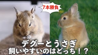 デグー(degu)とうさぎどちらが飼いやすいの！？仁義なき7本勝負