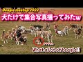 【Vlog vol.17】人生一回分のビーグルに会ってきたw - Beagle Meetup2022