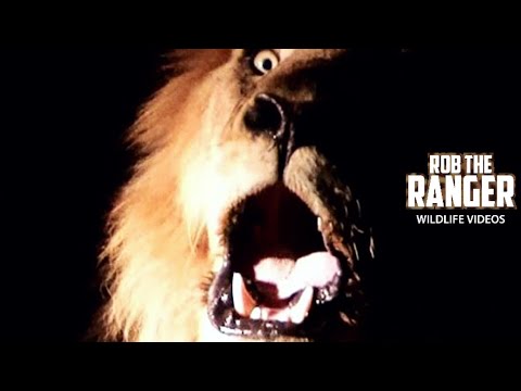 High Definition ROAR!!! Wild Lion: Magestic, Close up, Powerful,  FANTASTIC!
